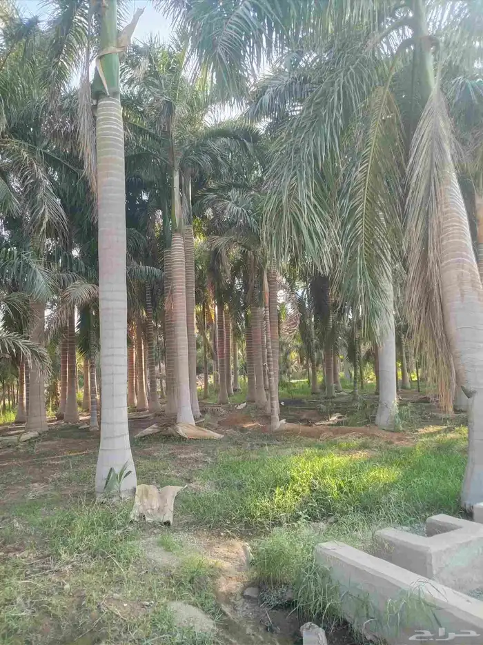 نخل ملوكي للبيع 2