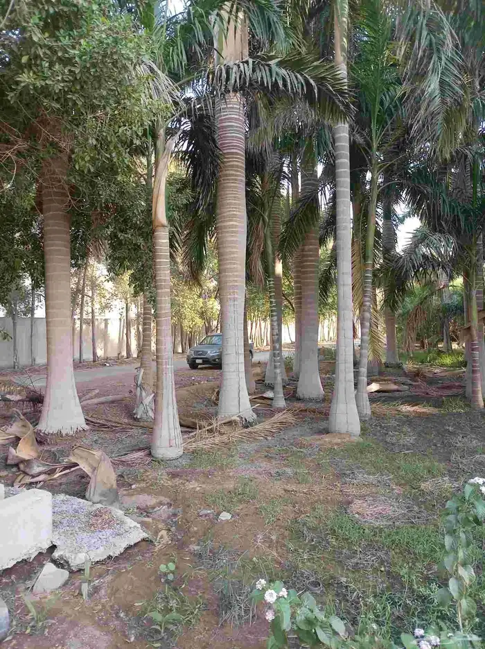 نخل ملوكي للبيع 3