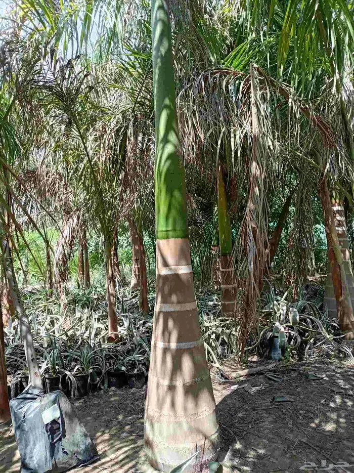 نخل ملوكي للبيع 7