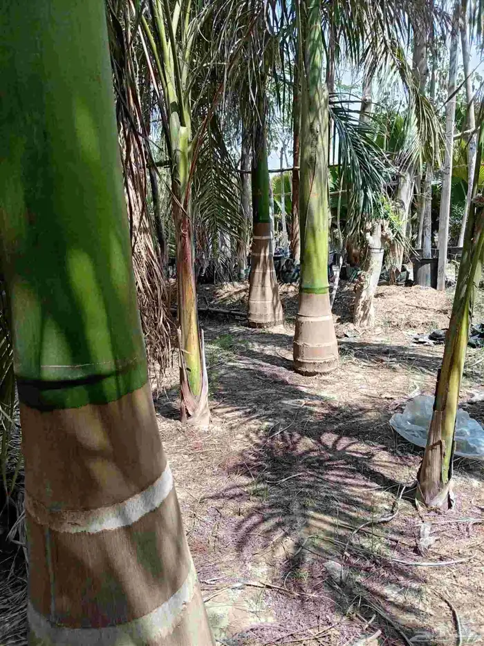 نخل ملوكي للبيع 6