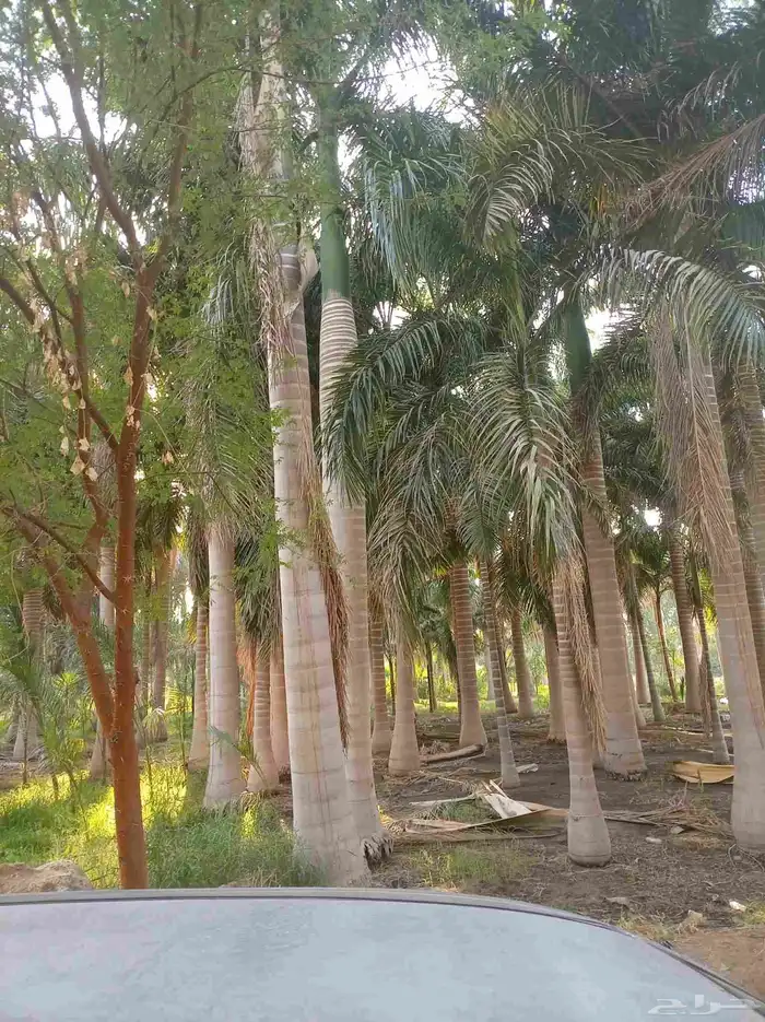 نخل ملوكي للبيع 0