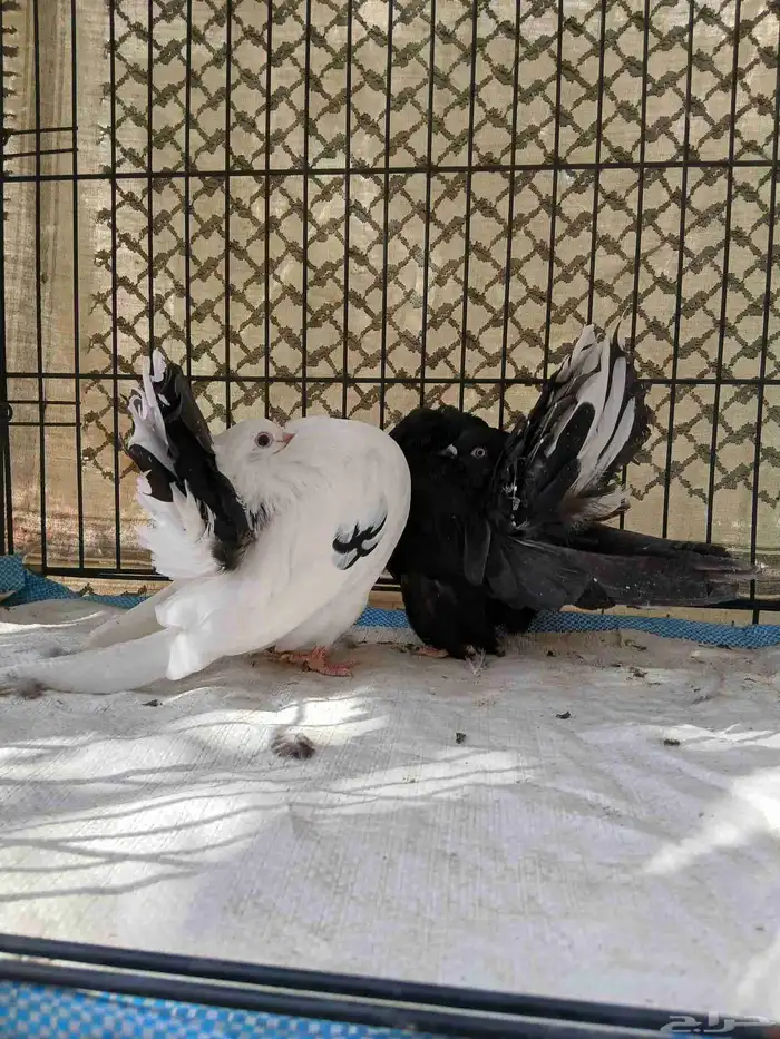 حمام رقاصي فانتيل هولندي 1