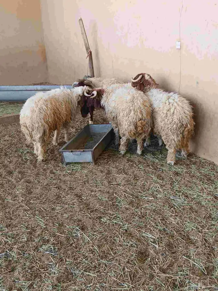 خرفان نعيم كناور 0