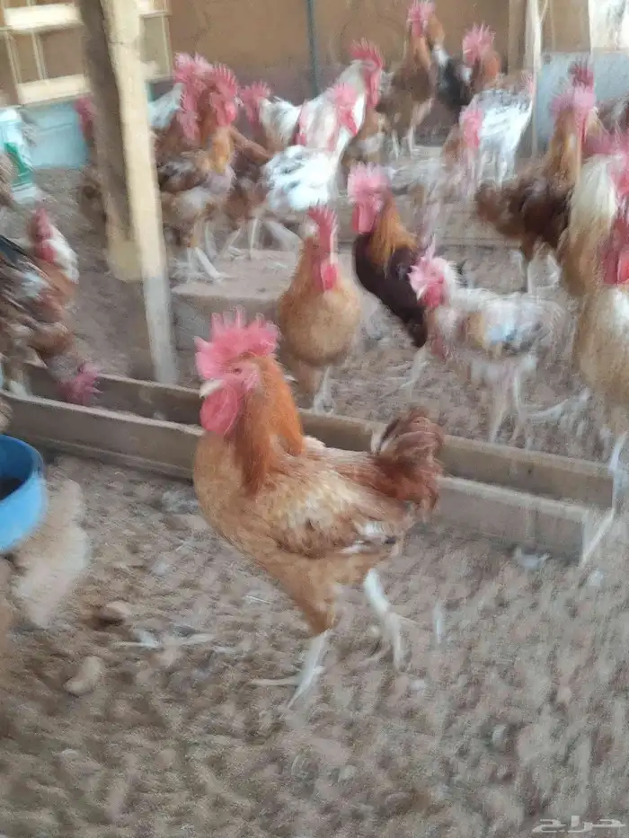 دجاج بلدي بياض وديوك 4