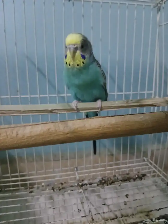 طير بادجي ذكر العمر 3 سنين وعليها 2