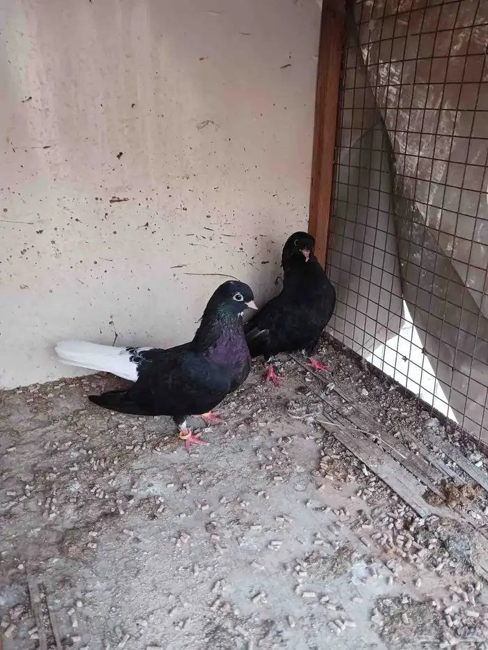جوز قطيفي فاخر ماشاء الله تبارك الله 10