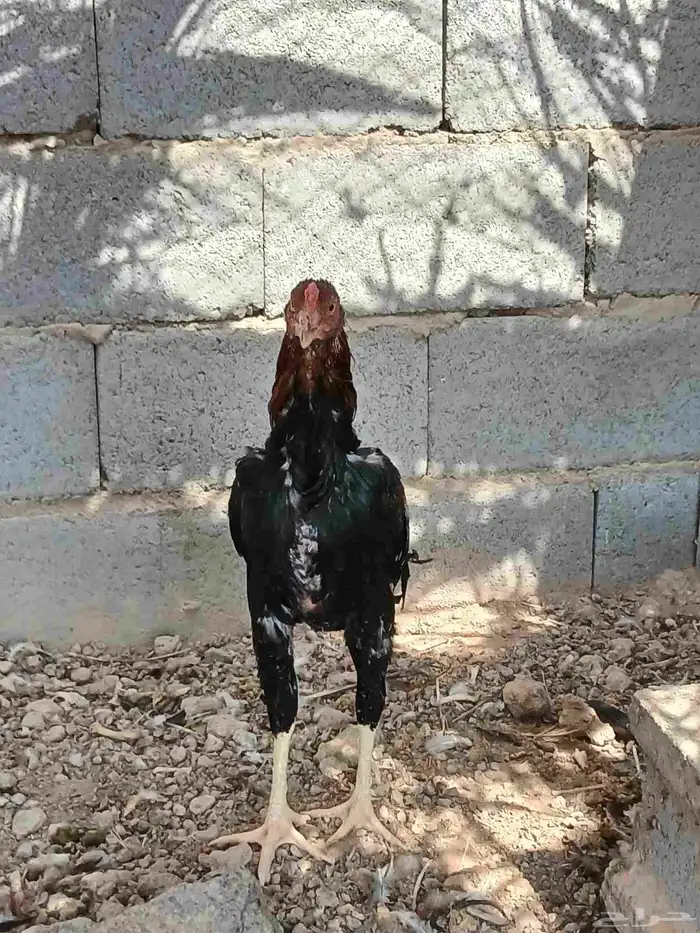 ديك باكستاني 4