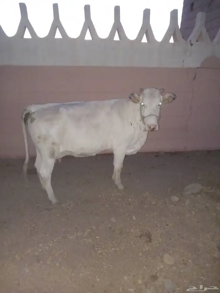 للبيع بقره 0
