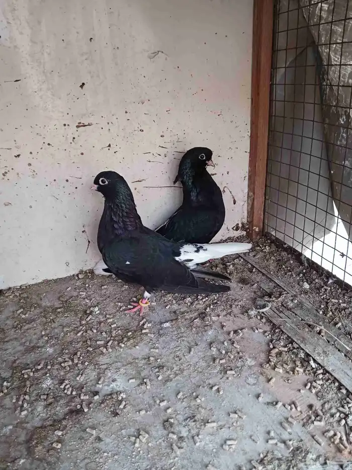 جوز قطيفي فاخر ماشاء الله تبارك الله 1