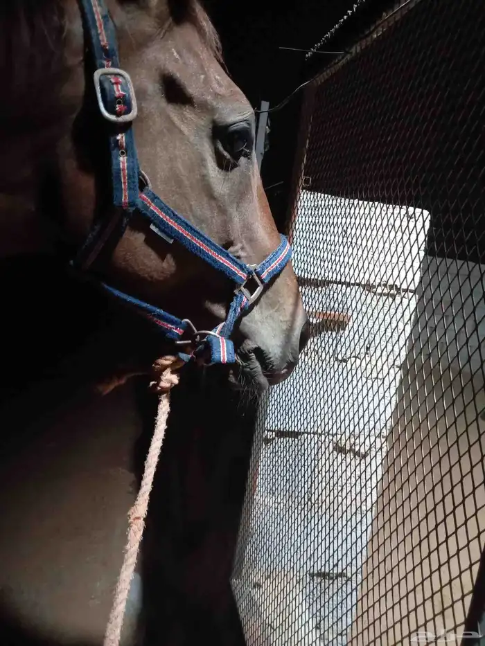 خيل انقليزي مخسي 3