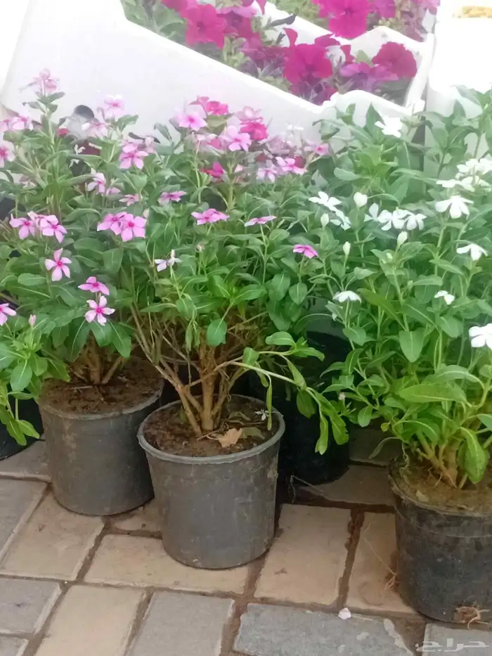 تنسيق حدائق 0