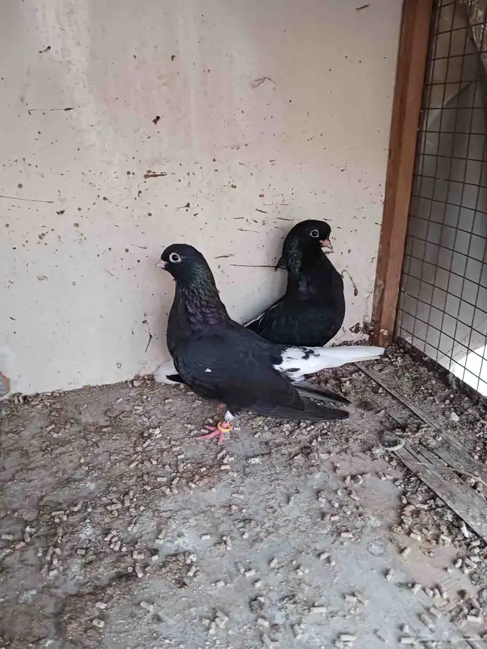 جوز قطيفي فاخر ماشاء الله تبارك الله 0