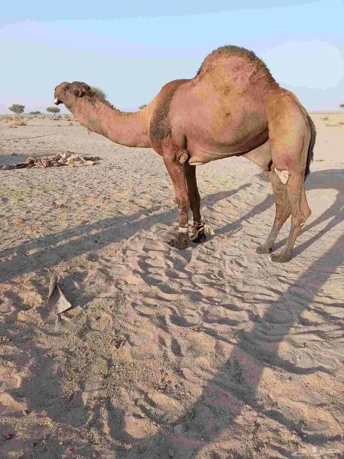 بعير عوني كفو 0