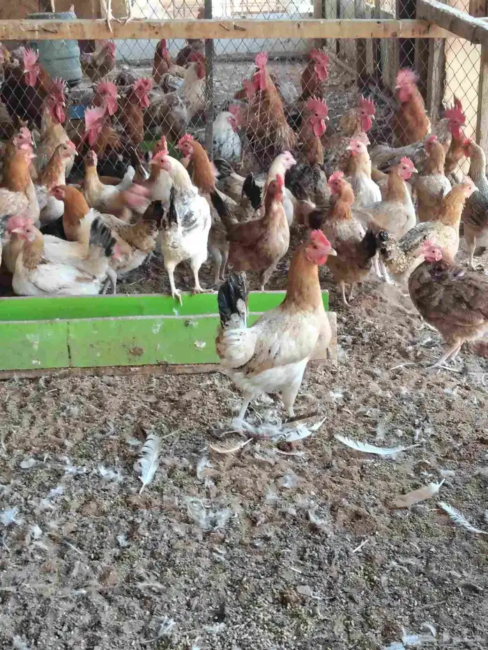 دجاج بلدي بياض وديوك 2