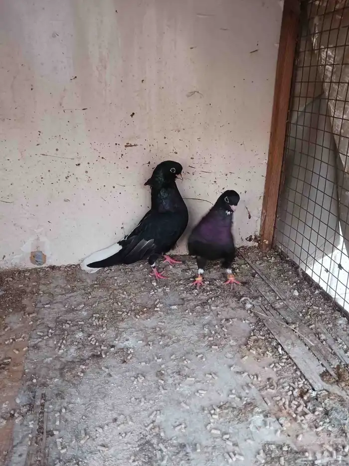 جوز قطيفي فاخر ماشاء الله تبارك الله 6