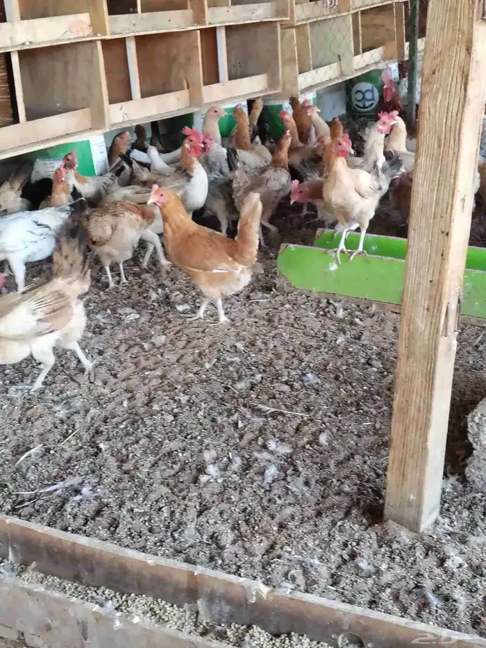 دجاج بلدي بياض وديوك 3