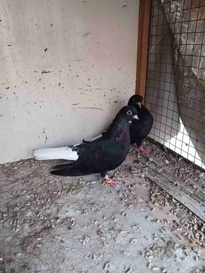 جوز قطيفي فاخر ماشاء الله تبارك الله 12