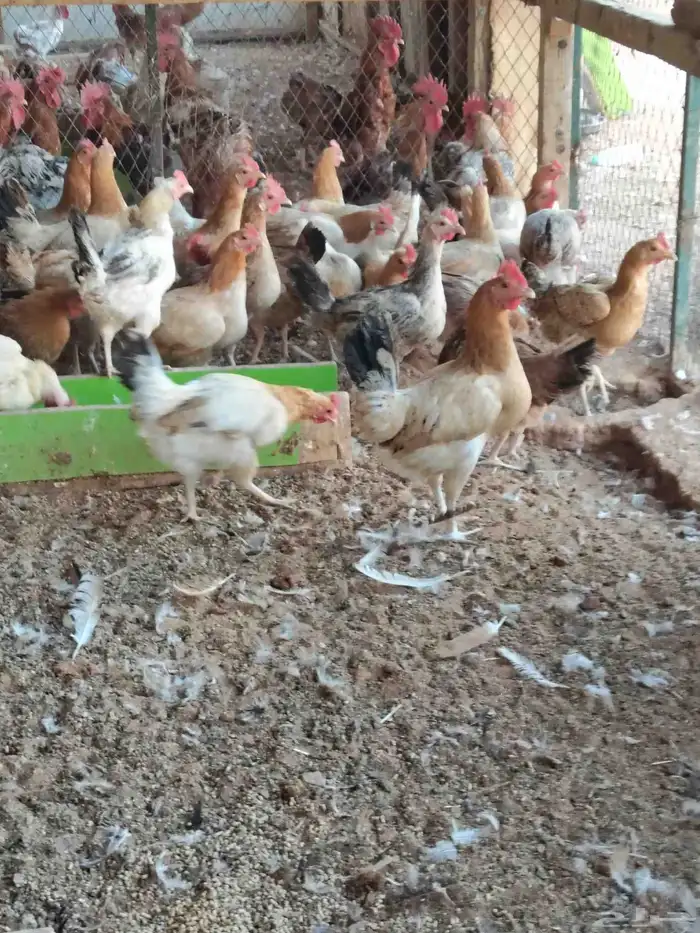 دجاج بلدي بياض وديوك 1