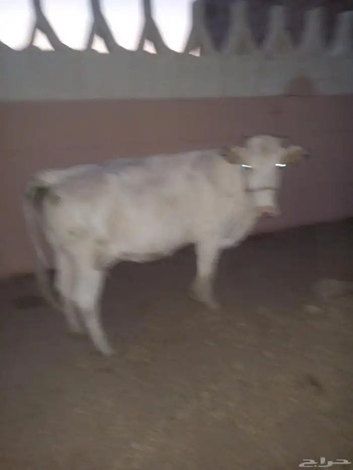 للبيع بقره 1
