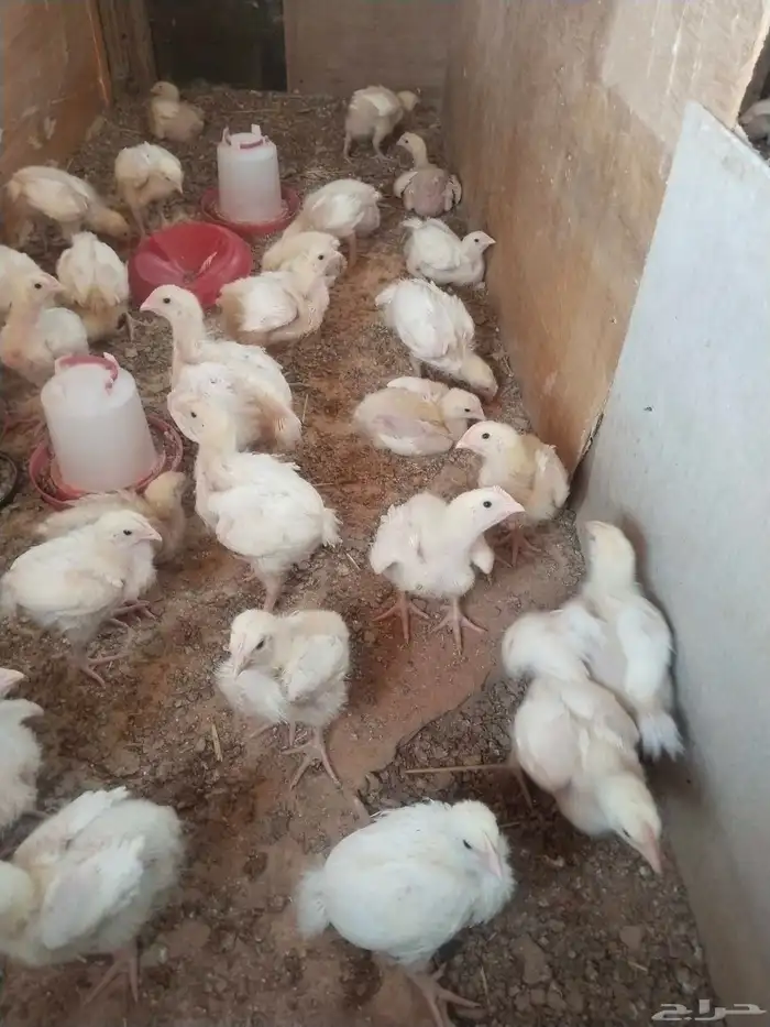 للبيع صوص لاحم روس 308 0