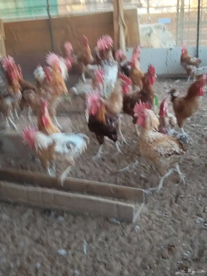 دجاج بلدي بياض وديوك 0