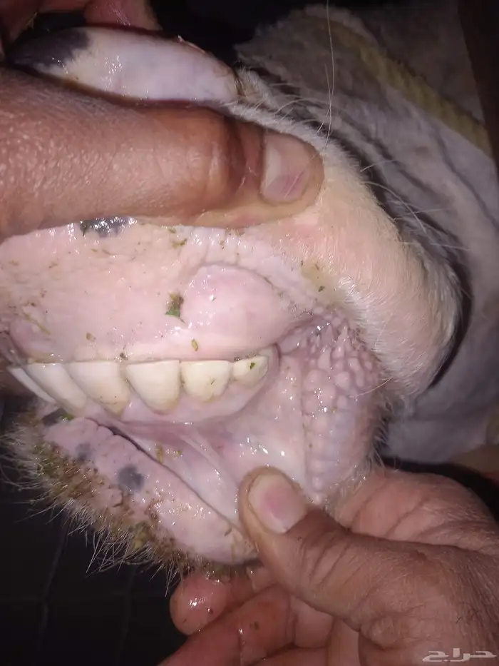 للبيع بقره 2
