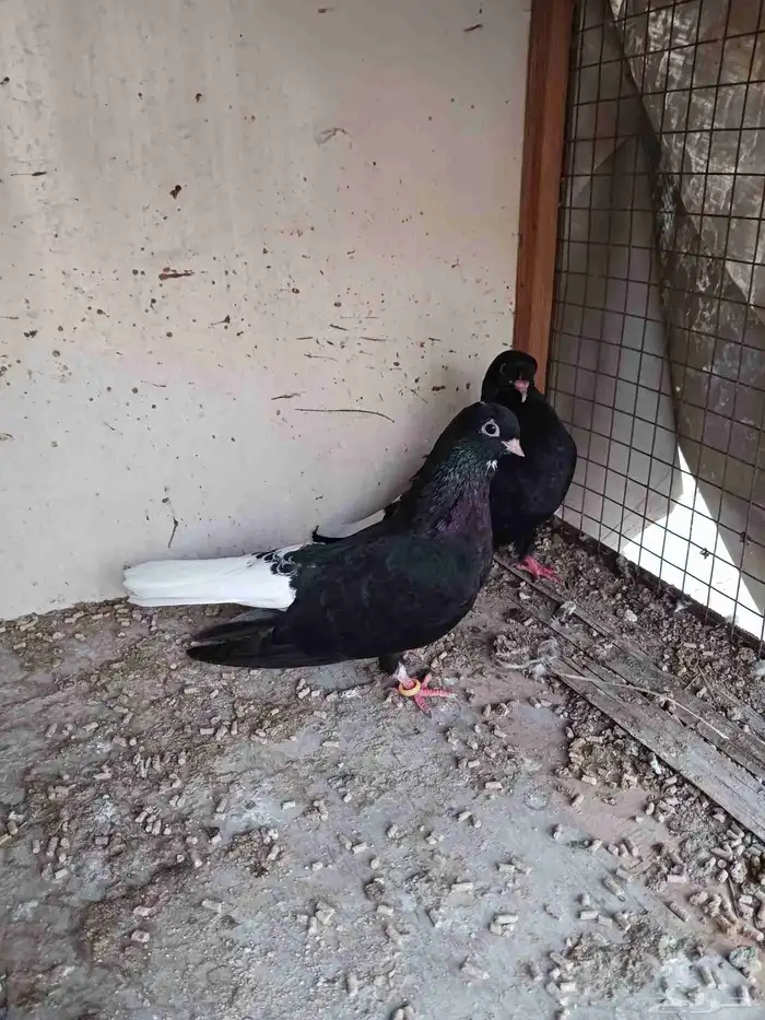 جوز قطيفي فاخر ماشاء الله تبارك الله 9