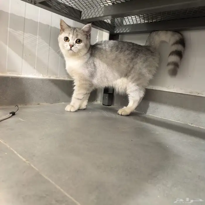 قطة برتش شورت هير للبيع British female short hair 0