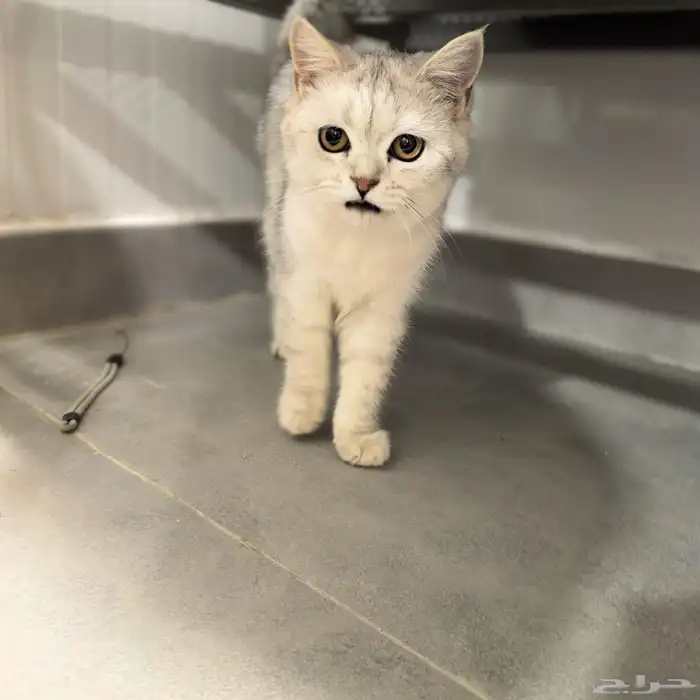 قطة برتش شورت هير للبيع British female short hair 1