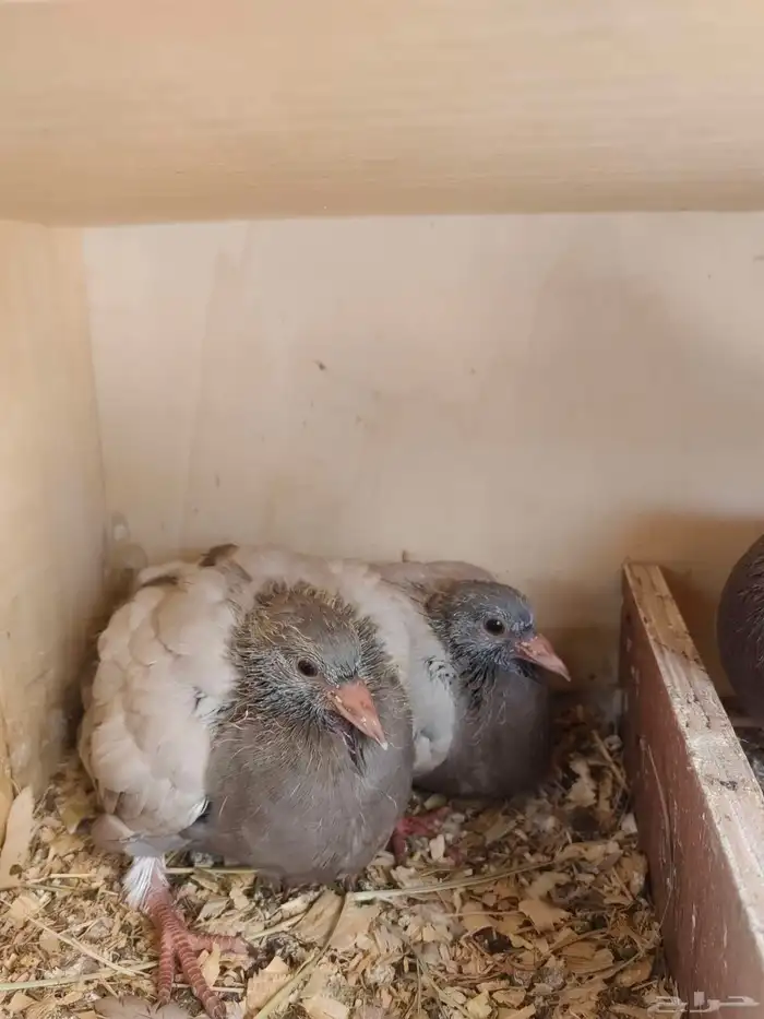 زغاليل فرنسي فاخر حجم وطعم وشحم 4