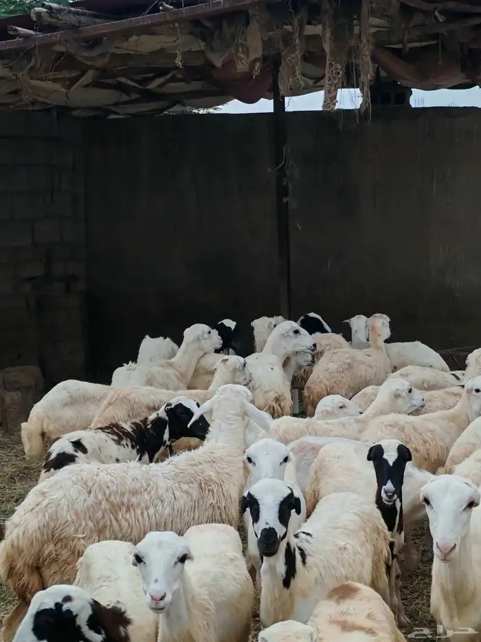 رخال رفيديات وثنتين حري 5