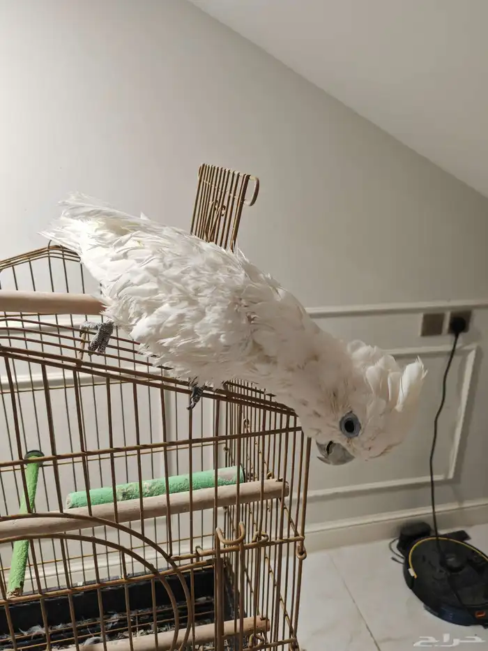 ببغاء كوكاتو 6