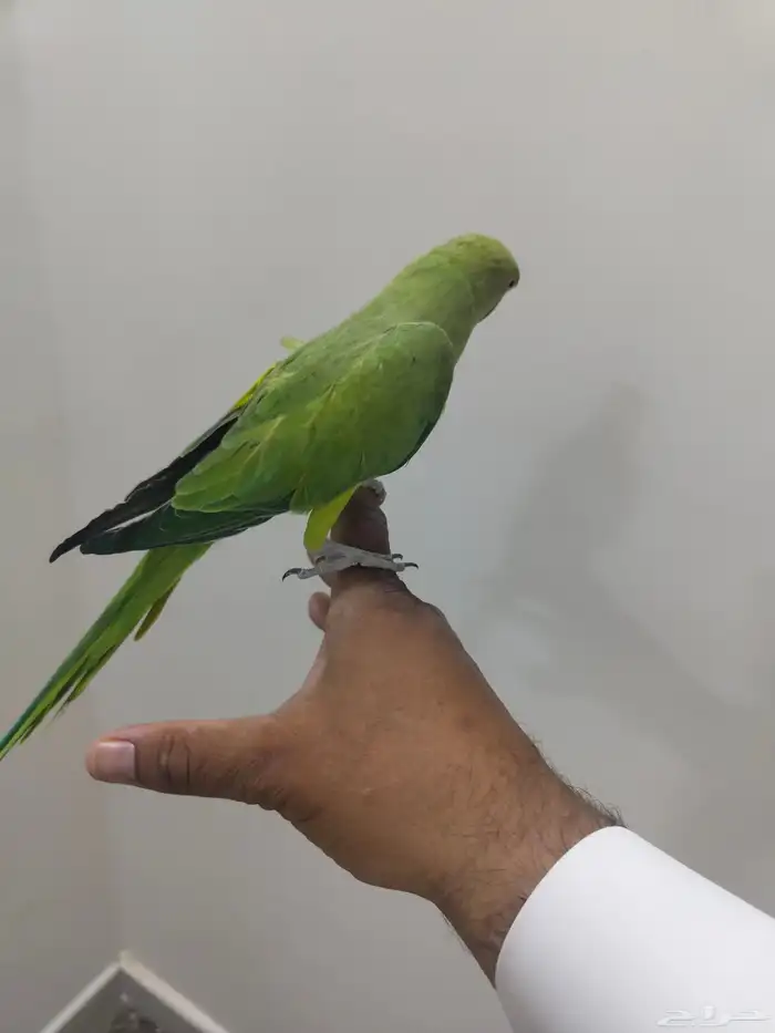 دره اليفه 0