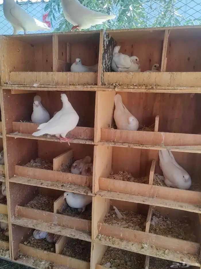 زغاليل فرنسي فاخر حجم وطعم وشحم 2