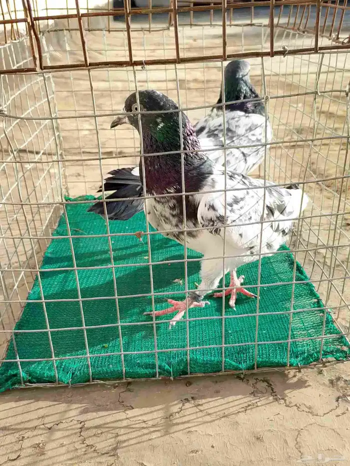 جوز حمام باكستاني دب والى 3