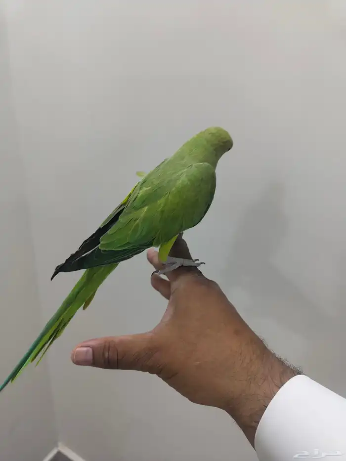 دره اليفه 4