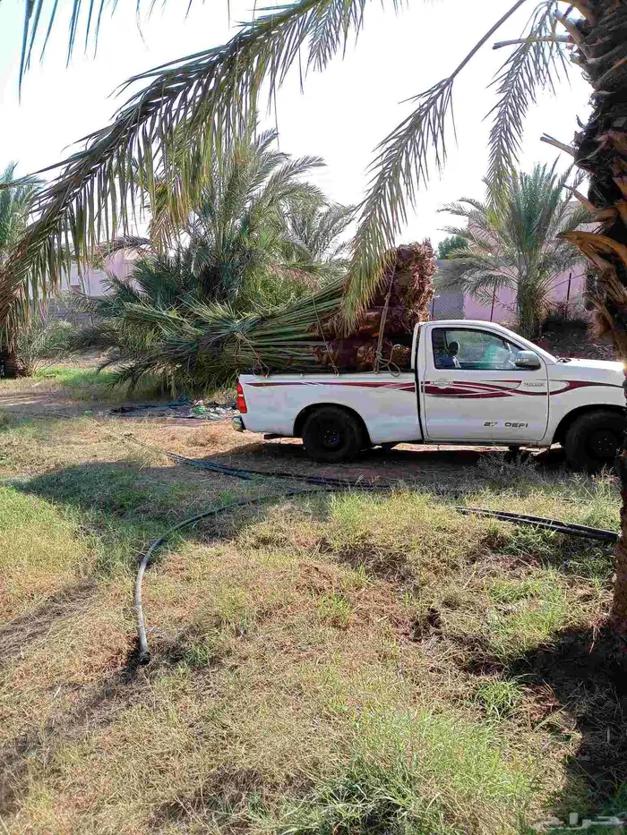 يوجد لدينا اليوم نخل للبيع في مكه 5