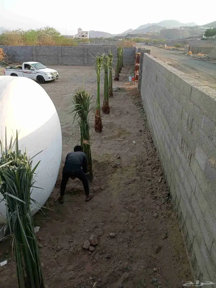 يوجد لدينا اليوم نخل للبيع في مكه 7