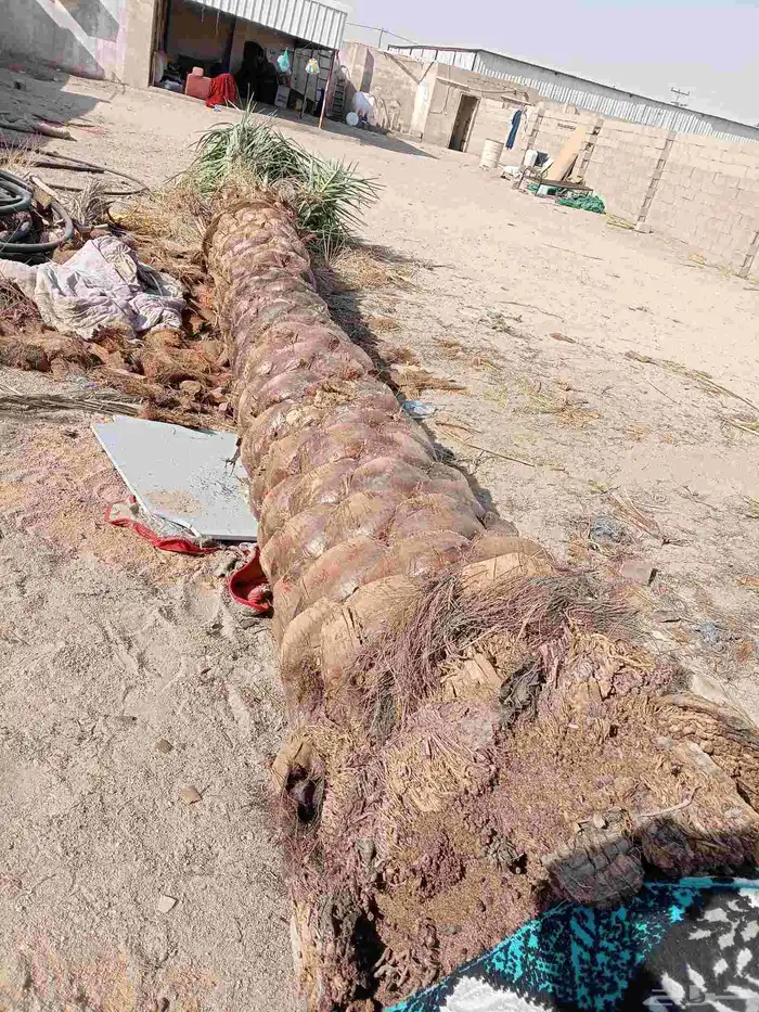 يوجد لدينا اليوم نخل للبيع في مكه 9