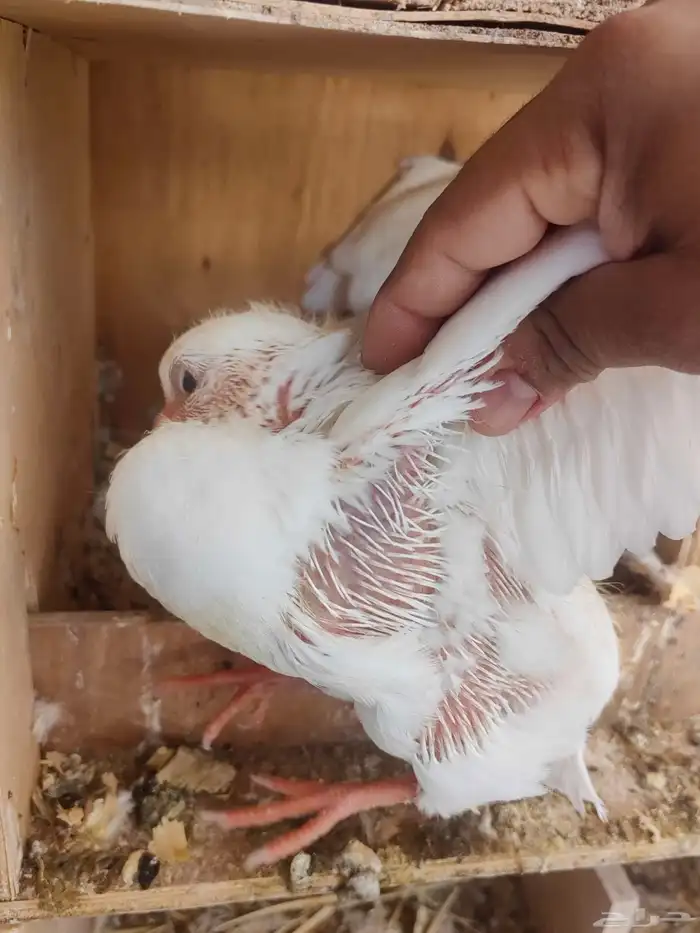 زغاليل فرنسي فاخر حجم وطعم وشحم 6