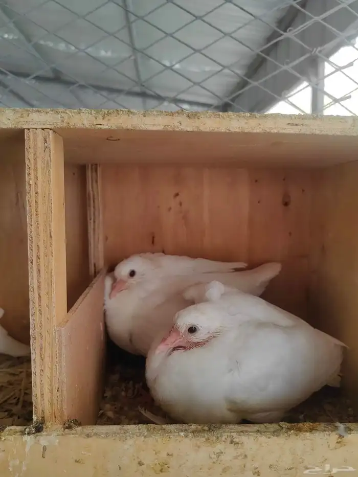 زغاليل فرنسي فاخر حجم وطعم وشحم 5