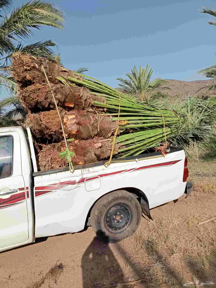 يوجد لدينا اليوم نخل للبيع في مكه 4