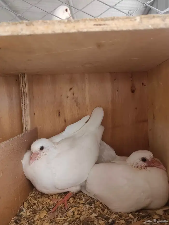 زغاليل فرنسي فاخر حجم وطعم وشحم 7