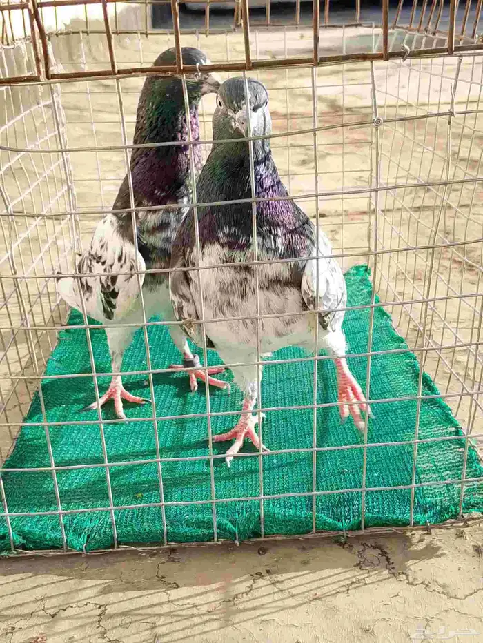 جوز حمام باكستاني دب والى 2