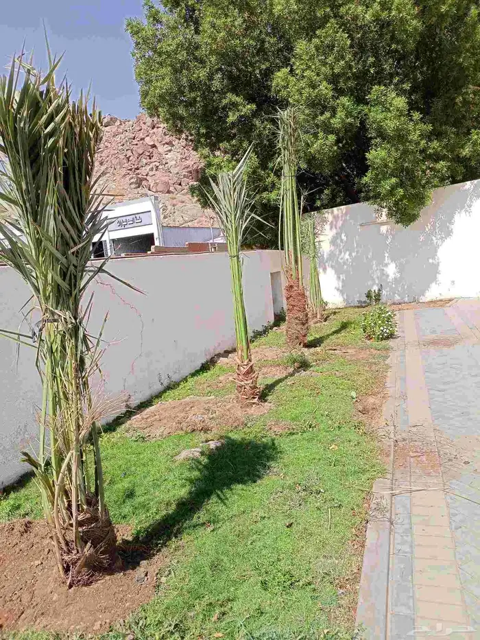 يوجد لدينا اليوم نخل للبيع في مكه 8