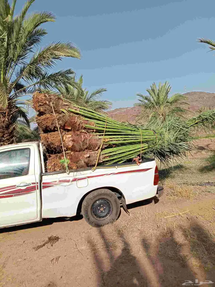يوجد لدينا اليوم نخل للبيع في مكه 0