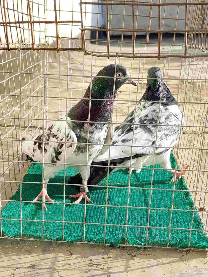 جوز حمام باكستاني دب والى 1