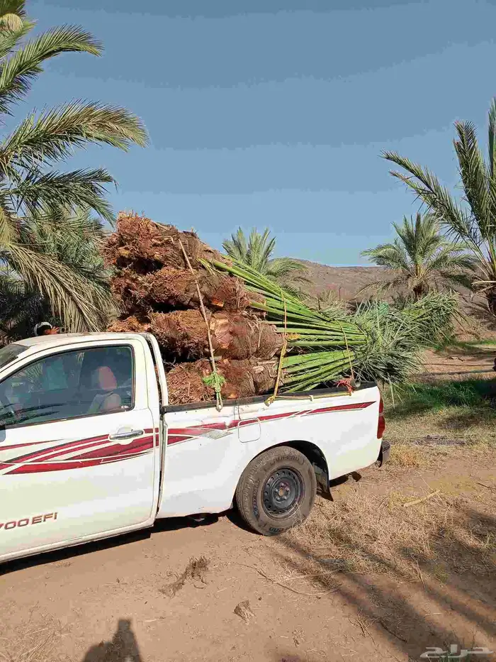 يوجد لدينا اليوم نخل للبيع في مكه 2