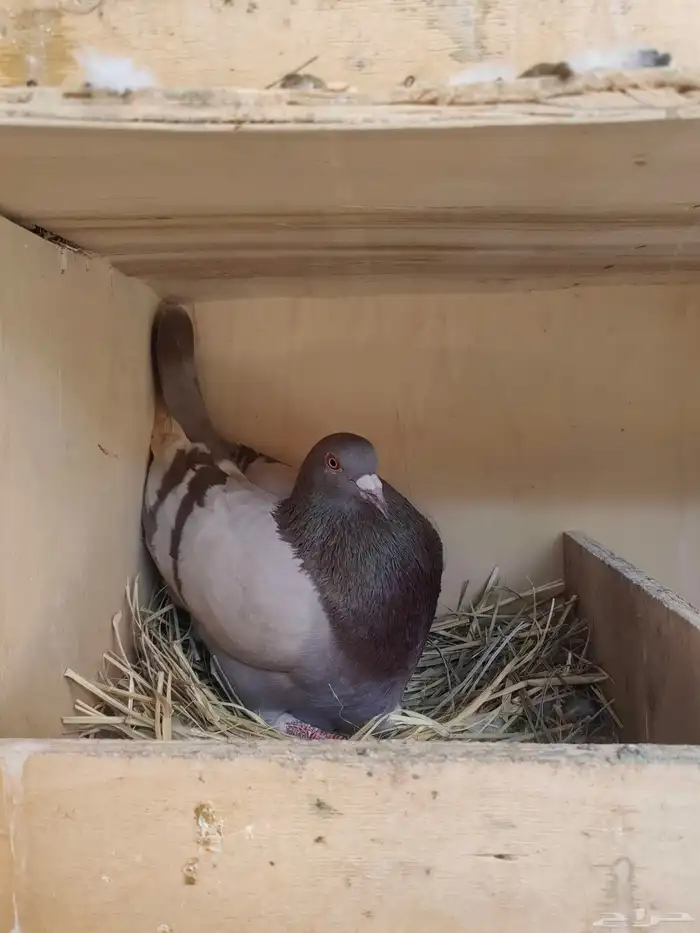 زغاليل فرنسي فاخر حجم وطعم وشحم 3