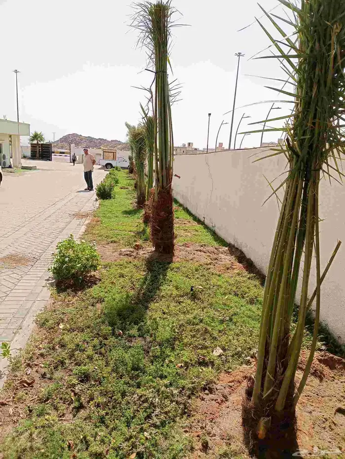 يوجد لدينا اليوم نخل للبيع في مكه 6
